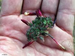 Oxalis heterophylla