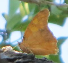 Polyura zoolina