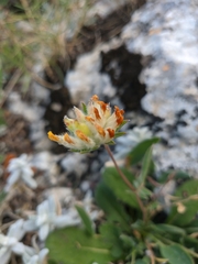 Anthyllis vulneraria boissieri