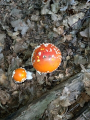 Amanita muscaria