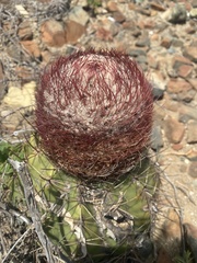 Melocactus curvispinus
