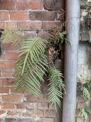 Pteris vittata