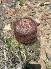 Melocactus curvispinus