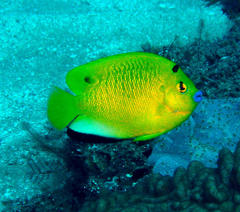 Apolemichthys trimaculatus