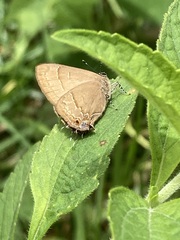 Electrostrymon denarius