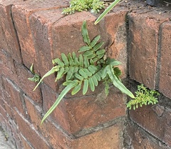 Pteris vittata