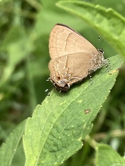 Electrostrymon denarius