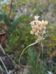 Allium paniculatum