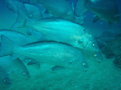 Umbrina canariensis
