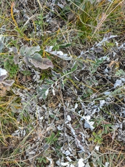 Psephellus declinatus