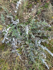 Psephellus declinatus