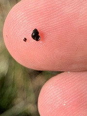 Pyrgulopsis gibba