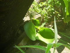Haemanthus humilis hirsutus
