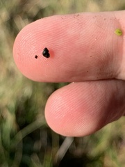 Pyrgulopsis gibba