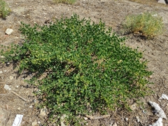 Zygophyllum