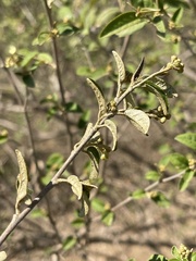 Croton menyharthii
