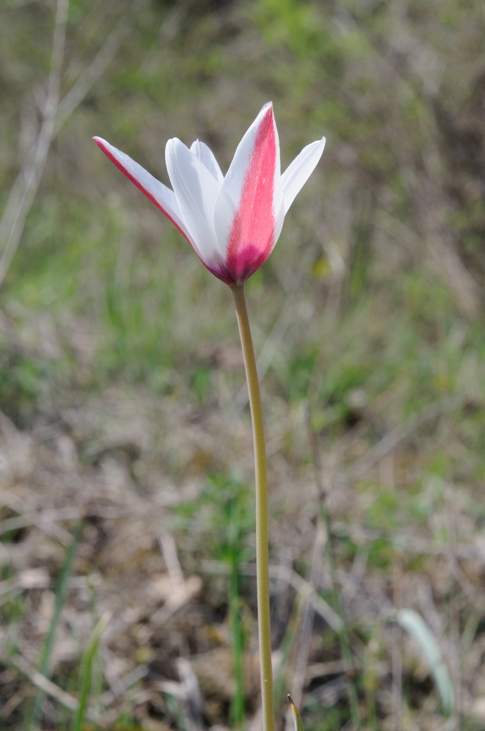 Lady Tulip