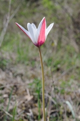 Tulipa clusiana