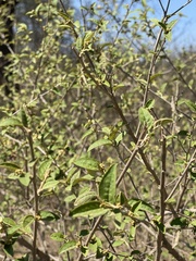 Croton menyharthii