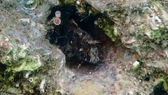 Parablennius tentacularis
