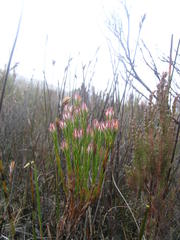 Erica dianthifolia