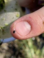 Pyrgulopsis gibba