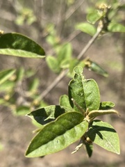 Croton menyharthii