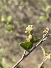 Croton menyharthii