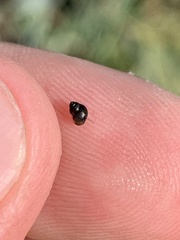 Pyrgulopsis gibba