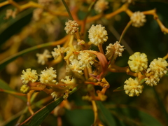 Acacia leiophylla