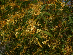 Acacia leiophylla
