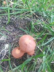 Marasmius oreades