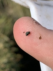Pyrgulopsis gibba