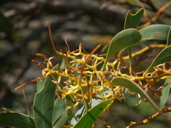 Acacia leiophylla
