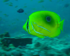 Chaetodon bennetti