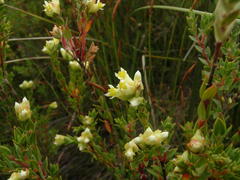 Stylapterus dubius