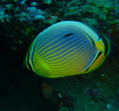 Chaetodon trifasciatus