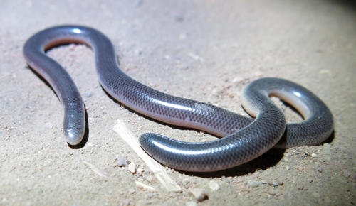 Rhinotyphlops lalandei