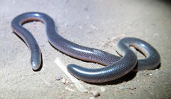 Rhinotyphlops lalandei