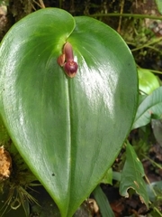 Pleurothallis cordata