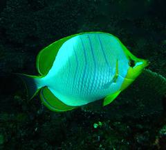 Chaetodon xanthocephalus