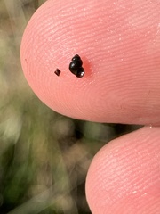 Pyrgulopsis gibba
