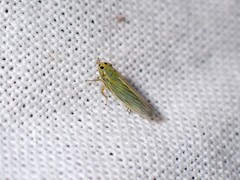 Cicadula quadrinotata