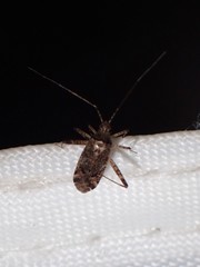 Phytocoris tiliae