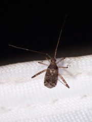 Phytocoris tiliae