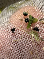 Pyrgulopsis gibba