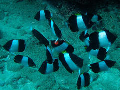 Hemitaurichthys zoster