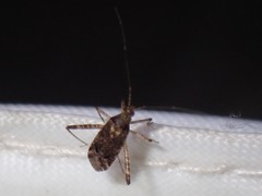 Phytocoris tiliae