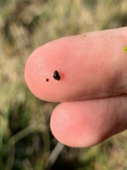 Pyrgulopsis gibba