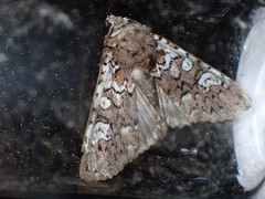 Crypsedra gemmea